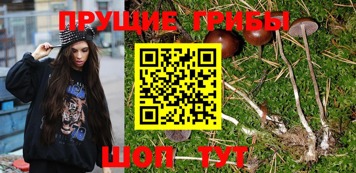 Псилоцибиновые грибы Psilocybine cubensis  Каменск-Уральский  Псилоцибиновые грибы Psilocybine cubensis 